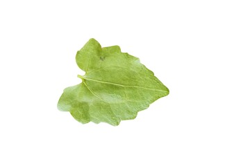 leaf isolated on white background