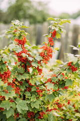 Organic Food. Bush Of Redcurrant Or Red Currant Ribes Rubrum Branch. Growing Organic Berries In Garden. Ripe Currant Berries In Fruit Garden At Summer Sunny Day. Genetically Modified Food Concept.