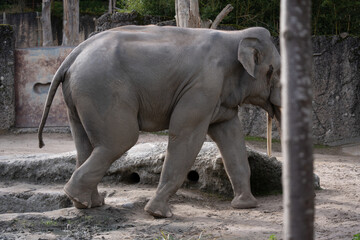 beuatiful elephant walking in the nature with other wild animals in the Swiss Zoo