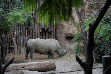 beuatiful rhino walking in the nature with other wild animals in the Swiss Zoo