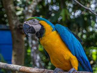 A large multi-colored macaw parrot sits on a branch and begs for food. The Ara ararauna (blue-and-yellow or blue-and-gold macaw) lives in the forest, woodland and savannah of tropical South America.