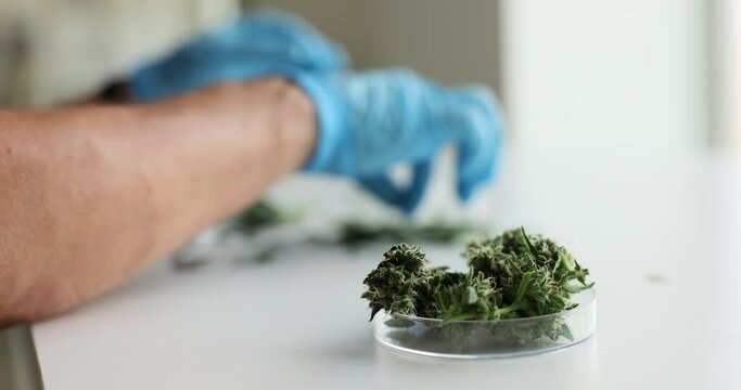 Laboratory technician processes medical marijuana. Green cannabis plants and harvest