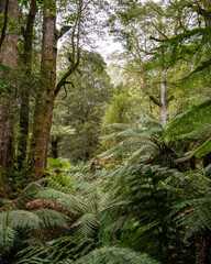 Step into the lush embrace of the Australian rainforest, where vibrant green vegetation flourishes, creating a serene and verdant paradise for nature lovers and explorers.