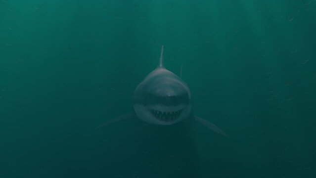 shark swimming underwater. background of a white shark in the sea. 3d animation of a shark underwater.