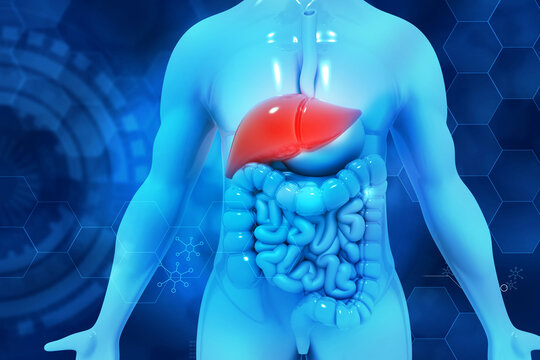 Human body with liver anatomy. Digestive system . 3d illustration..