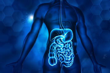 Human digestive system anatomy blue background. 3d illustration. - obrazy, fototapety, plakaty