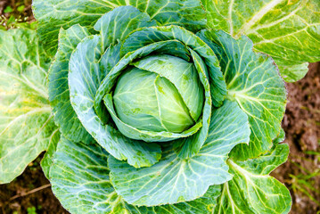  Large leaves of cabbage grow on the bed
