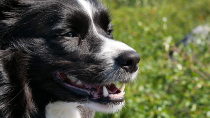 Border Collie