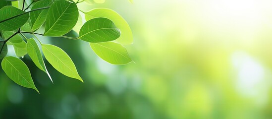 Nature view of a green leaf in a garden with blurred greenery background serving as a fresh wallpaper concept