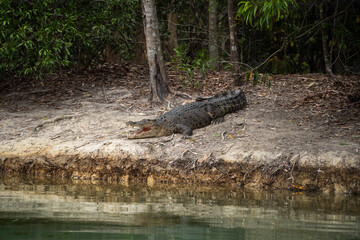 Discover the extraordinary diversity of Australian wildlife, from kangaroos to koalas, in their...