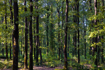 Forest view at sunset from inside the forest. Carbon neutrality concept photo