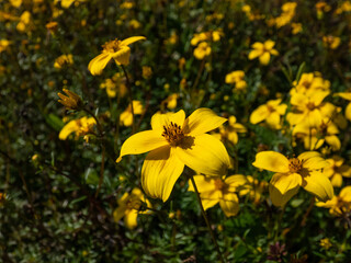 Apache or fern-leaved beggarticks (Bidens ferulifolia) flowering with bright golden flowers in the garden in early autumn