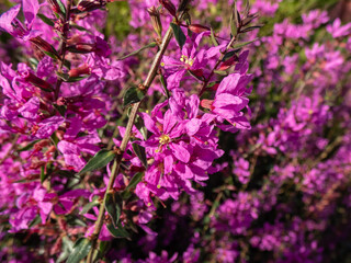 Wand loosestrif (Lythrum virgatum) 'Dropmore purple' flowering with reddish-purple flowers in loose open flower spikes