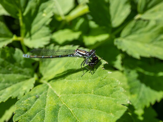 Close-up of the female blue form of the azure damselfly (Coenagrion puella) eating it's prey on a green leaf. Macro of an insect fly caught by damselfy