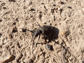 Close-up of the weaver beetle (Lamia textor) on the sandy ground in bright sunlight in summer
