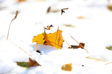 Fallen leaves in the snow