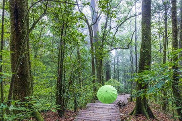 An umbrella on a boardwalk past a forest on a rainy day. - 658062101