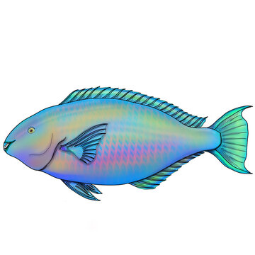 parrotfish, Scaridae, Perciformes, Labridae, Actinopterygii, Chordata, Bolbometopon, Cetoscarus, Chlorurus, Hipposcarus, Scarus
