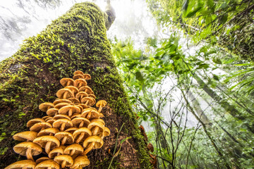 Wild mushrooms growing in the trunk of an old tree. - 658063121