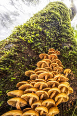 Wild mushrooms growing in the trunk of an old tree. - 658063124
