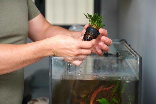Man hands planting new water plant, Cryptocoryne Parva, in aquarium at home.