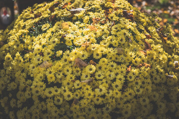 yellow chrysanthemum flowers  bunch in pot background