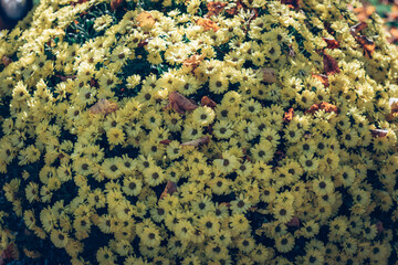yellow chrysanthemum flowers  bunch in pot background