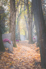 cemetery in foggy sunny day with mysterious atmosphere