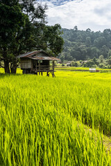 Rural landscape with huts among green rice paddy fields. - 658067513