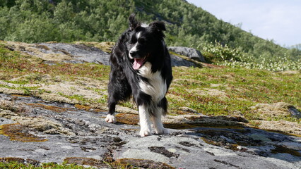 Border Collie