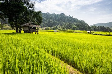 Rural landscape with huts among green rice paddy fields. - 658068139