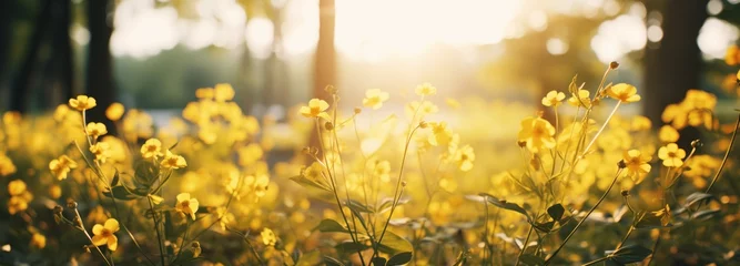 Gardinen soft focus sunset field landscape of yellow flowers and grass meadow warm during golden hour sunset or sunrise abstract background © id512