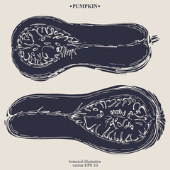 Vector hand drawn Pumpkin. Eps 10 botanical illustration