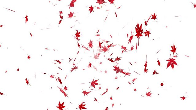 真っ赤な紅葉が上から舞う（ループ）背景白