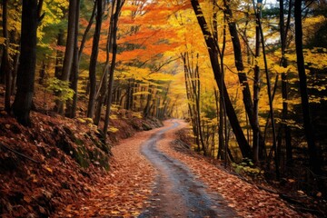 unpaved trail winding through colorful fall woods