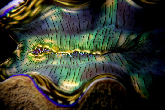 Giant Clam close up in Palau