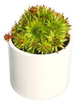 Succulente - Jovibarba globifera - Fond transparent PNG
