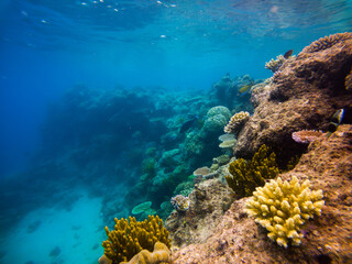 Naklejka na ściany i meble Dive into the enchanting underwater world of the Great Barrier Reef, where vibrant marine life thrives amidst crystal-clear waters, a paradise for underwater photographers and ocean enthusiasts.