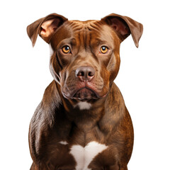 American pitbull terrier dog on transparent background.