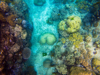 Dive into the enchanting underwater world of the Great Barrier Reef, where vibrant marine life thrives amidst crystal-clear waters, a paradise for underwater photographers and ocean enthusiasts.