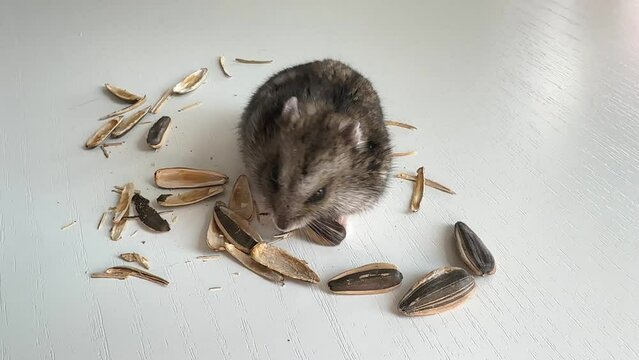 A small grey and black Dzungar hamster eats sunflower seeds on a white table. concept of food for domestic rodents.