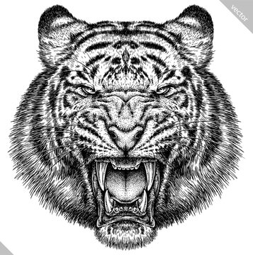 Vintage engraving isolated tiger set illustration ink sketch. Africa wild cat background animal silhouette art. Black and white hand drawn vector image