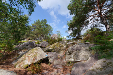 Forest path and rocky chaos in the  Franchard gorges. Fontainebleau forest