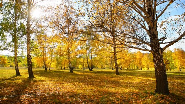 Autumn trees on the forest meadow in sunny day. Yellow leaves swaying in the light wind. Fall foliage. Beautiful autumn landscape.  
