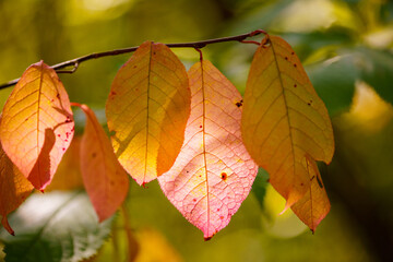 Obraz premium Colorful autumn leaves detail on background