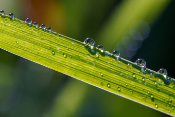 dew on a grass