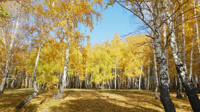 Yellow autumn trees in the mountains at sunny day. Aerial drone view. Flying between the trees. Fall foliage in the forest. Beautiful autumn landscape.
