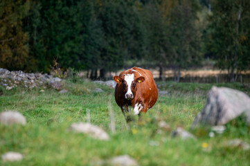 Cow outdoors in pasture eating green grass