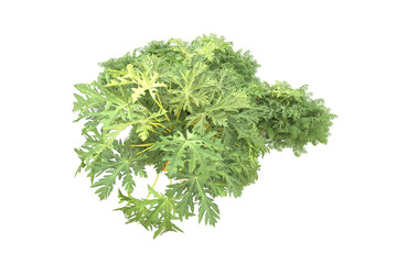 Realistic forest isolated on transparent background. 3d rendering - illustration