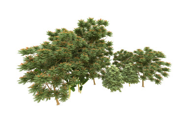 Fototapeta premium Realistic forest isolated on transparent background. 3d rendering - illustration